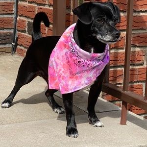 Doggie tie dye bandanna pink and purple